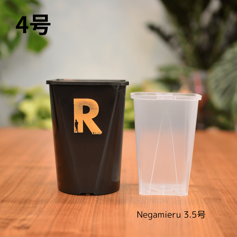 Neo Put Brack 3種6鉢セット | 花森家-1号店-