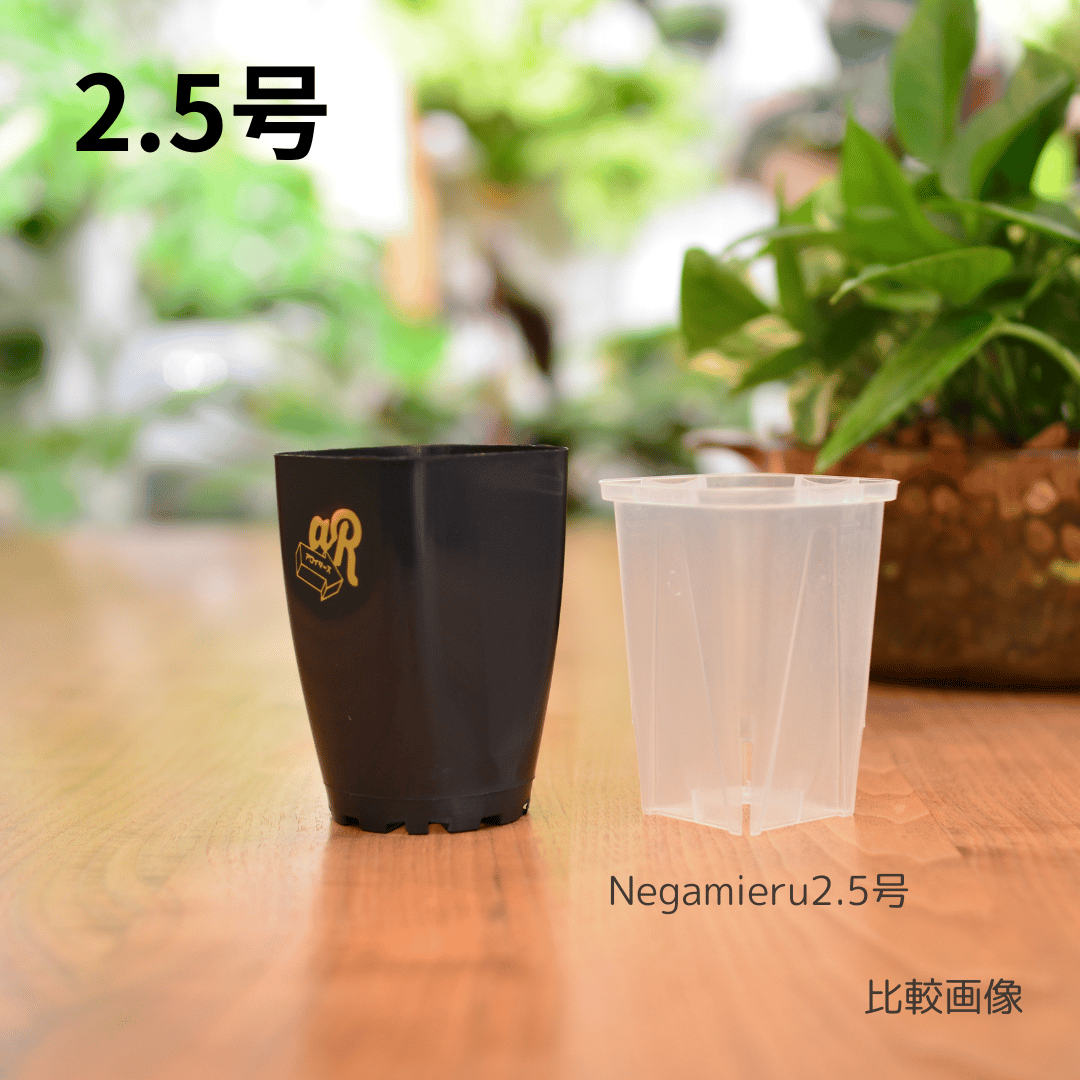 Neo Put Brack 3種6鉢セット | 花森家 オンラインストア