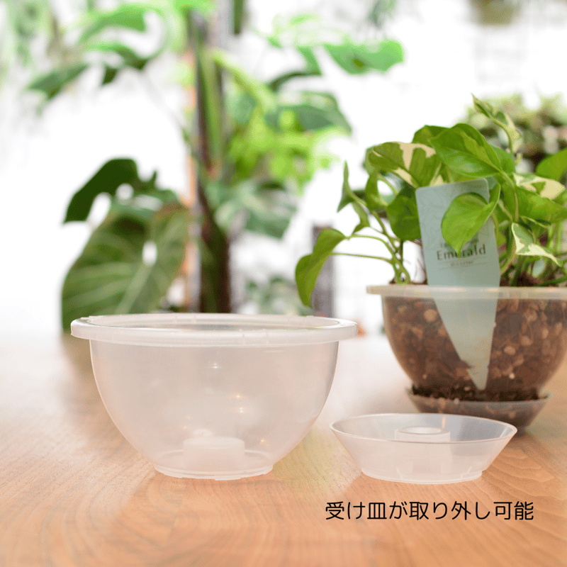 透明鉢《 NEgamieru 》 AIR 5号 1鉢 | 花森家-1号店-