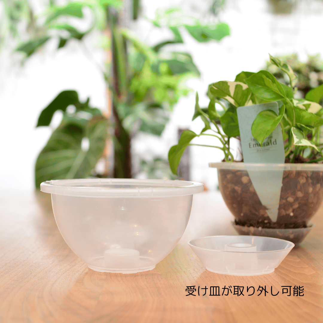 透明鉢《 NEgamieru 》 AIR 5号 1鉢 | 花森家 オンラインストア