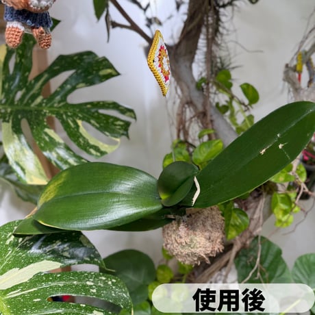 【MY PLANTS】葉面洗浄剤 葉をきれいにするシート