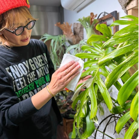 【MY PLANTS】葉面洗浄剤 葉をきれいにするシート