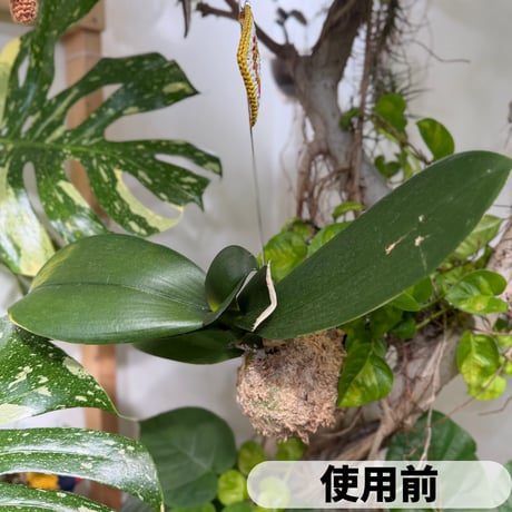 【MY PLANTS】葉面洗浄剤 葉をきれいにするシート