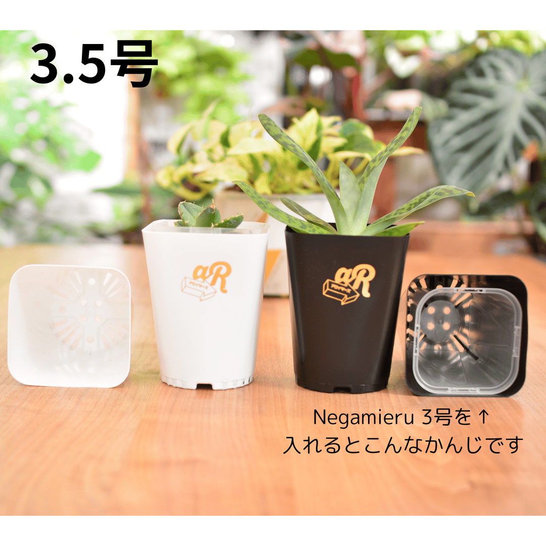 Neo Put Brack 3種6鉢セット | 花森家 オンラインストア