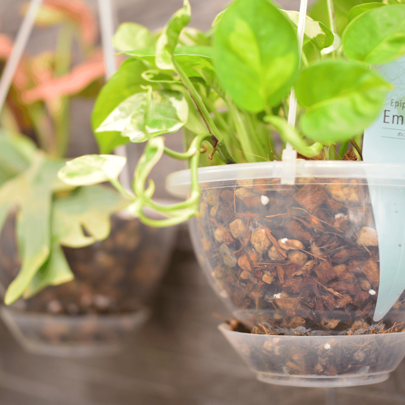 透明鉢《 NEgamieru 》 AIR 5号 1鉢 | 花森家-1号店-