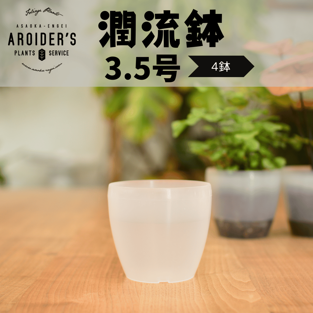 潤流鉢 3.5号 クリア 4鉢セット | 花森家-1号店-