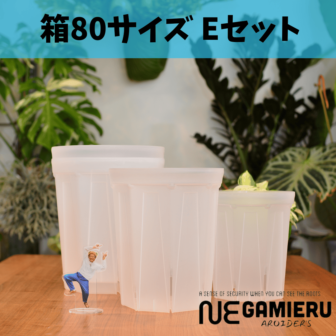 透明鉢《 NEgamieru 》箱80サイズ Eセット | 花森家 オンラインストア