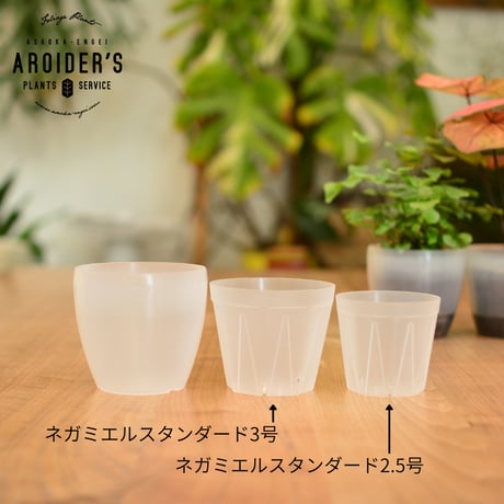 潤流鉢 3.5号 クリア 4鉢セット