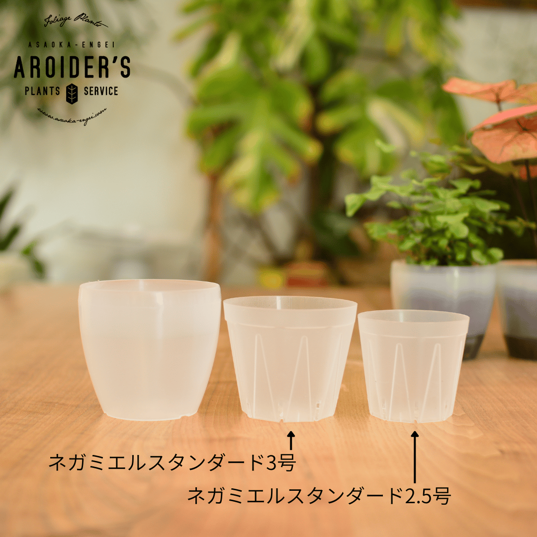 潤流鉢 3.5号 クリア 4鉢セット | 花森家 オンラインストア
