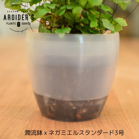 潤流鉢 3.5号 クリア 4鉢セット