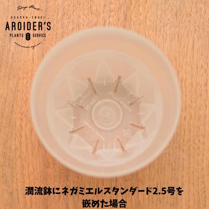 潤流鉢 3.5号 クリア 4鉢セット | 花森家 オンラインストア