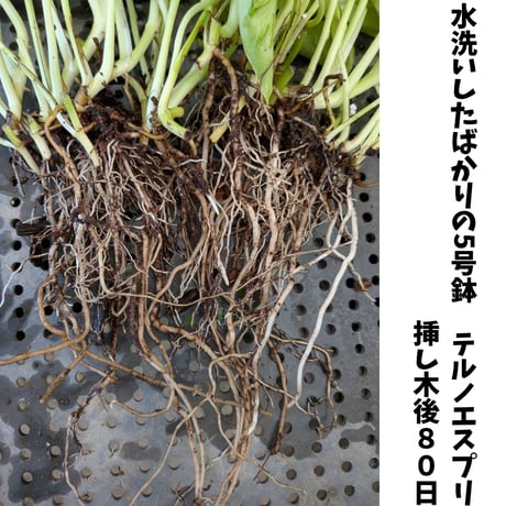 テルノソイル　1袋5リットル