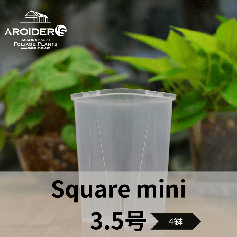 透明鉢《 NEgamieru 》3.5号ロング角 4鉢セット | 花森家-1号店- 透明鉢《 NEgamieru 》3.5号ロング角 4鉢セット | 花森家-1号店-