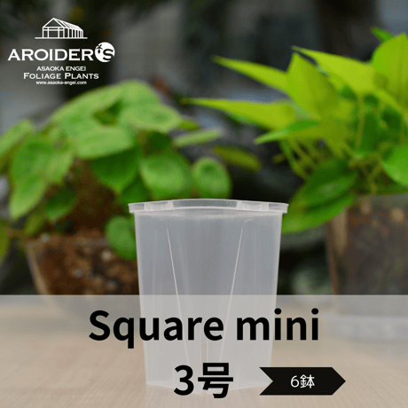 透明鉢《 NEgamieru 》3号ロング角　6鉢セット