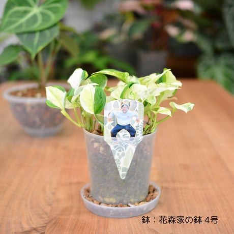 花森家プラントメモリーカード　3点セット 各5枚