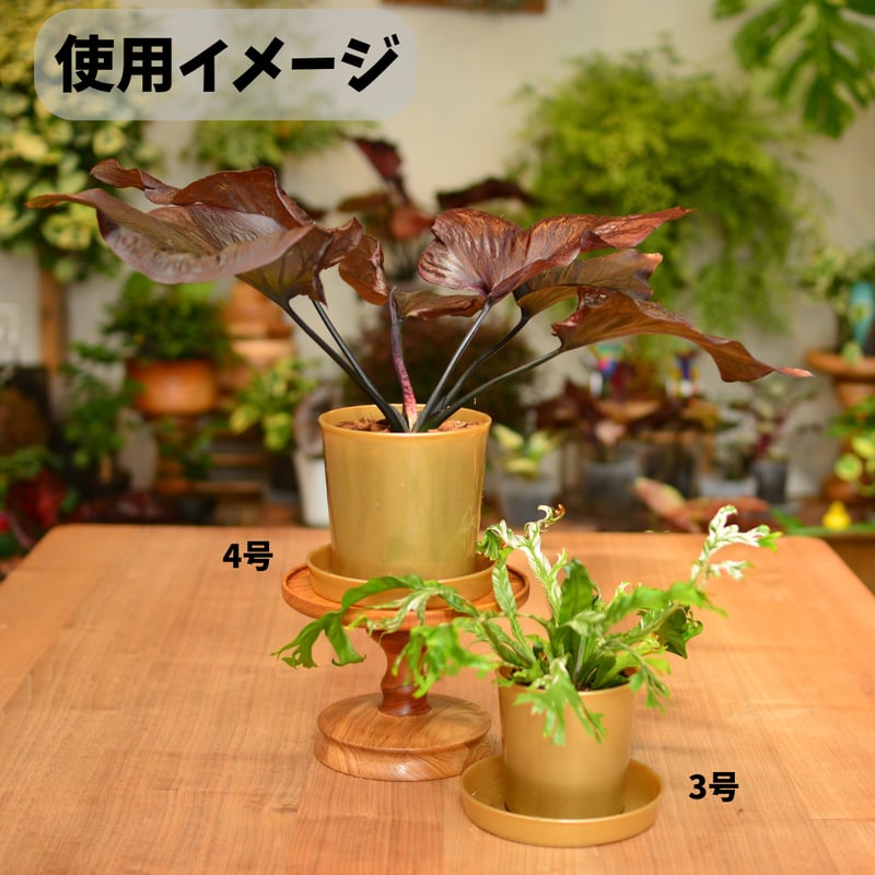 ゴールデンウィークセール　盆栽鉢　落款有り　受け皿　箱付き　龍泉 4号]花森家の鉢 x 受け皿(ゴールド)単品 | 花森家-1号店-