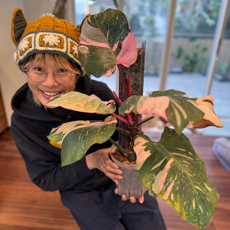 ねこ型登り棒 L/長さ 50cm | 花森家-1号店-