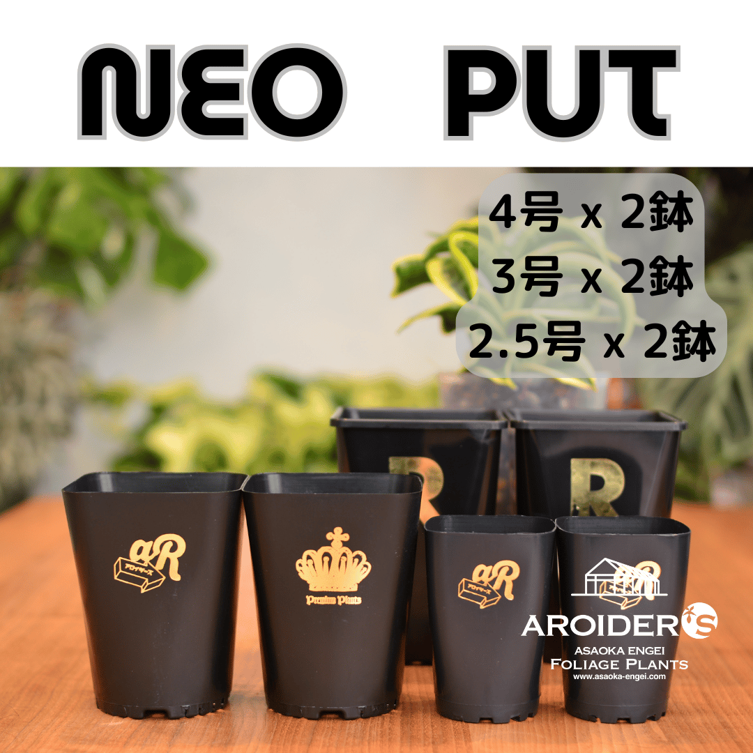 Neo Put Brack 3種6鉢セット | 花森家 オンラインストア
