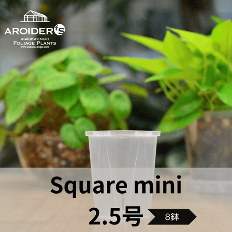透明鉢《 NEgamieru 》2.5号ロング角 8鉢セット