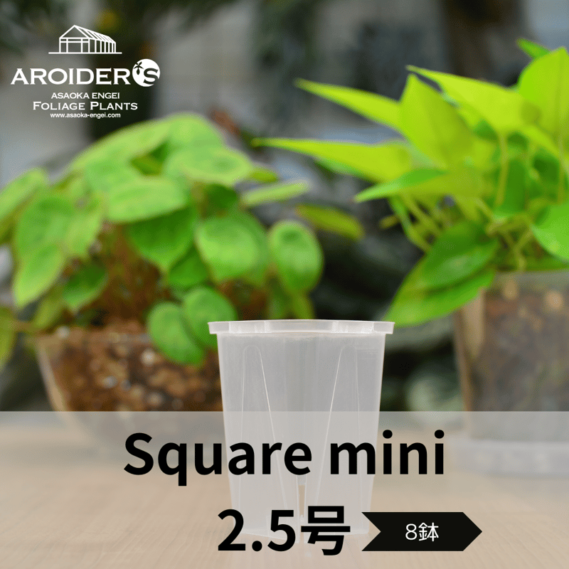 花器二種 透明鉢《 NEgamieru 》2.5号ロング角 8鉢セット | 花森家-1号店-