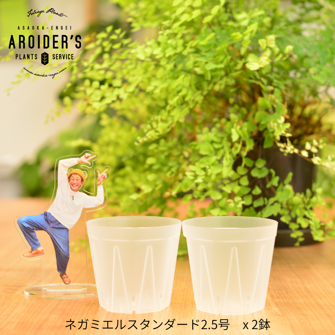 透明鉢《 NEgamieru 》standard 3種7鉢セット | 花森家-1号店-