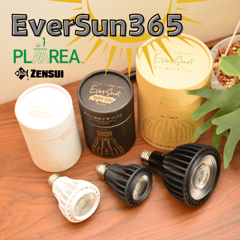 照明】Ever Sun 365 | 花森家-1号店-