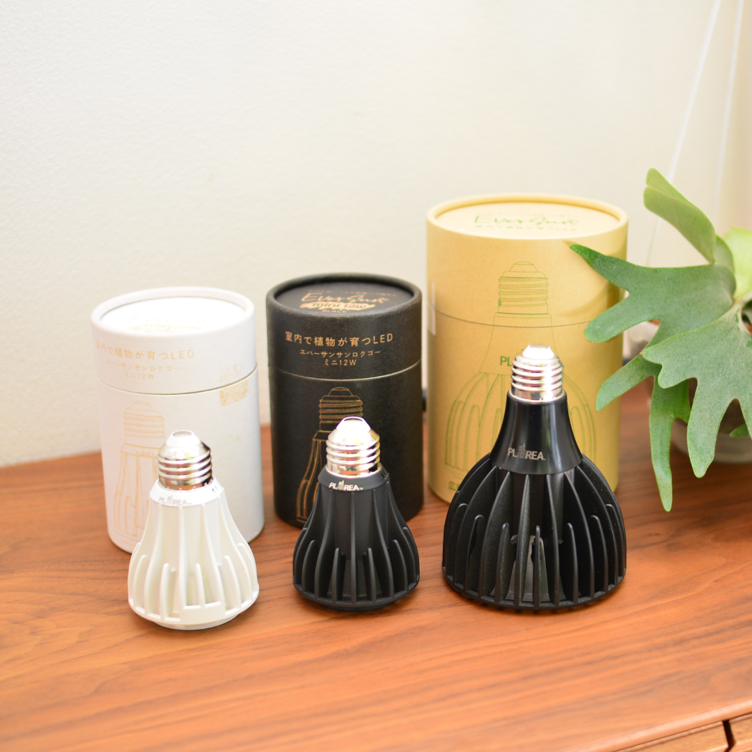 照明】Ever Sun 365 | 花森家-1号店-