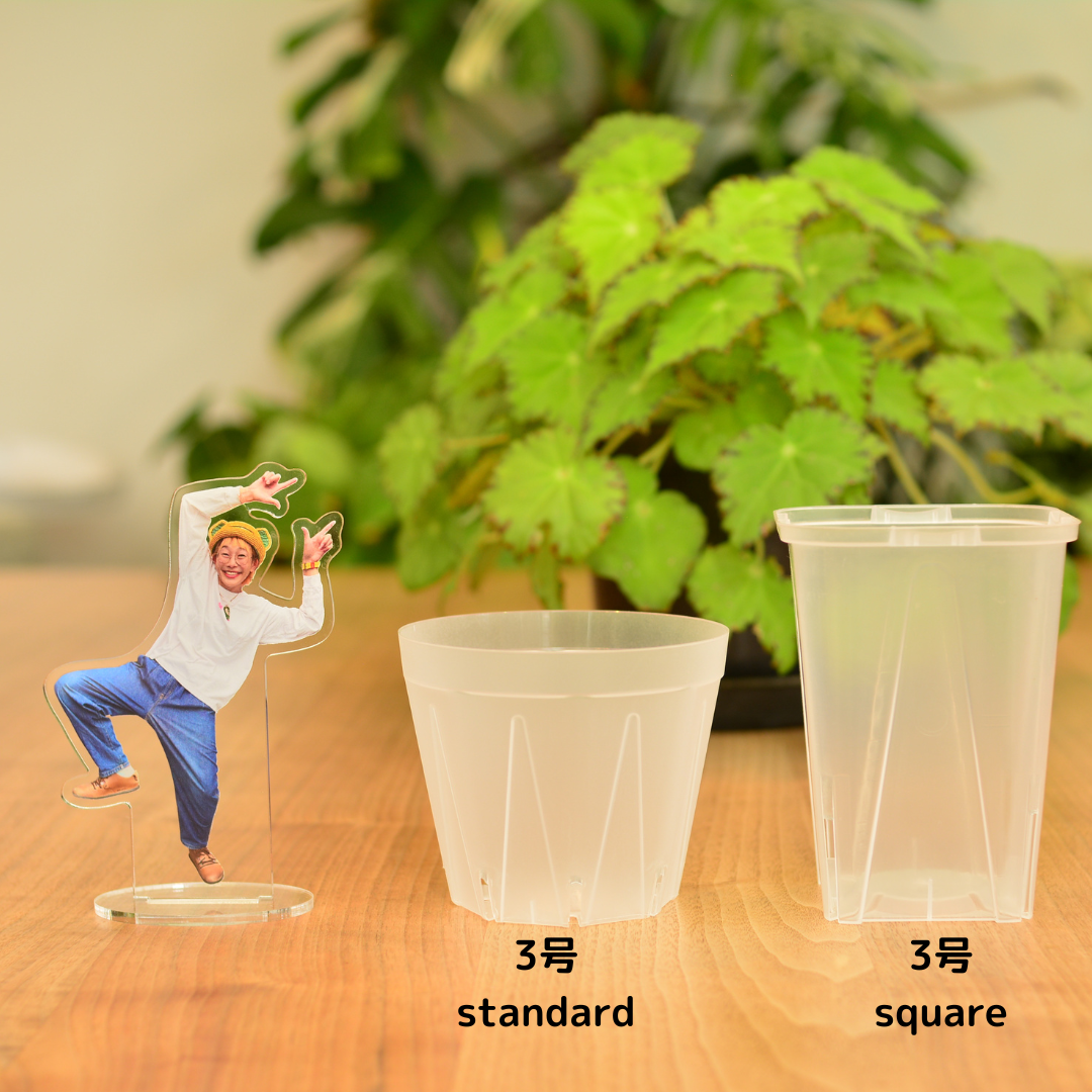 透明鉢《 NEgamieru 》standard 3号 6鉢セット | 花森家-1号店-