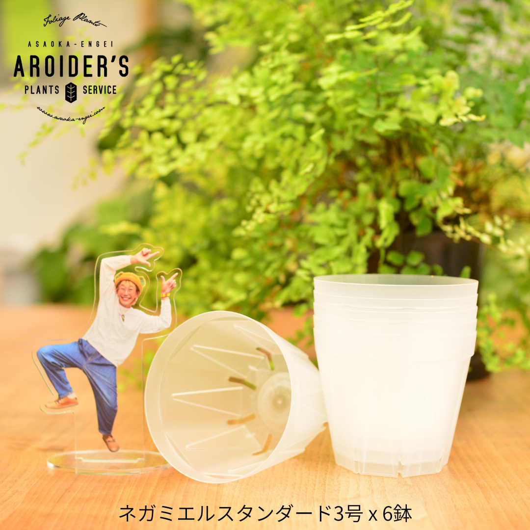 透明鉢《 NEgamieru 》standard 3号 6鉢セット | 花森家-1号店-