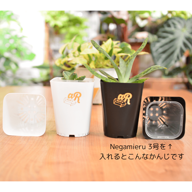 Neo Put White 3.5号 2種8鉢セット | 花森家-1号店-