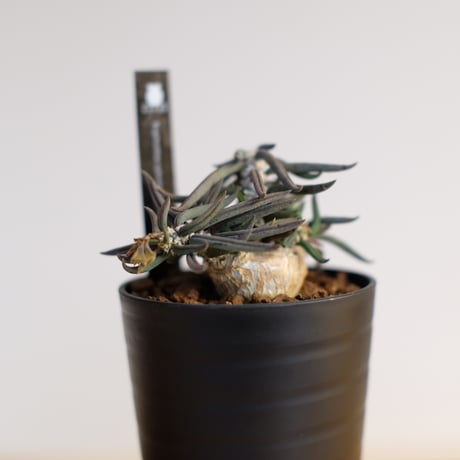 ユーフォルビア キリンドリフォリア トゥビフェラ / Euphorbia cylindrifolia var. tubufera