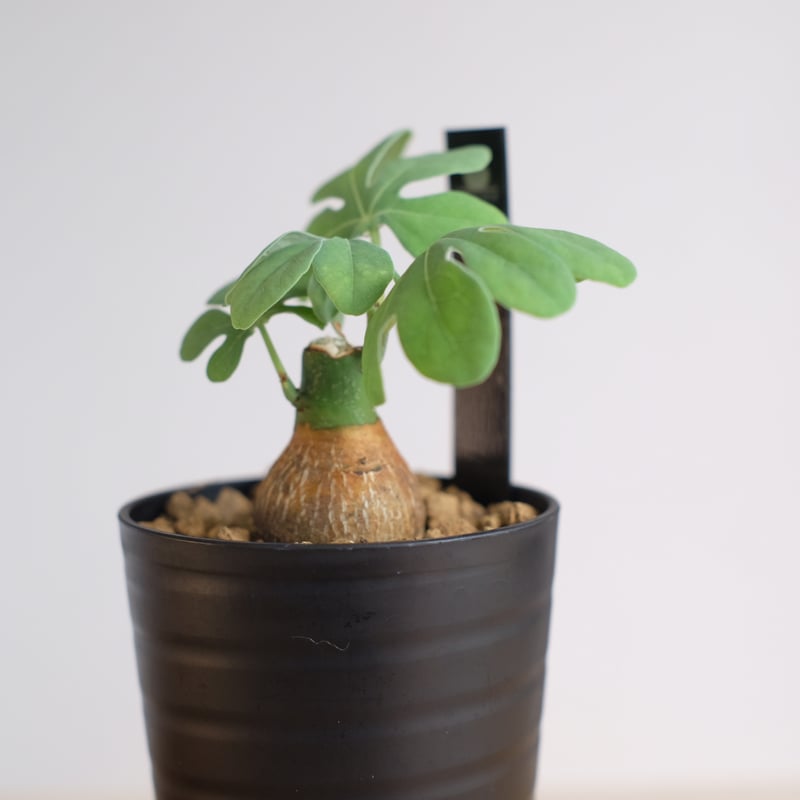 アデニア グラウカ / Adenia glauca | 塊根植物 小苗専門店 konae