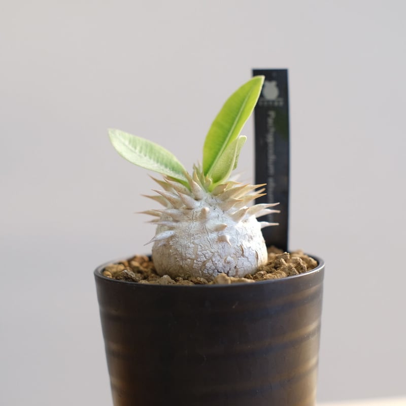 パキポディウム エブレネウム Pachypodium eburneum ⑤ pachypodium eburneum《L size》※現地球株発根済※メクれ上がった