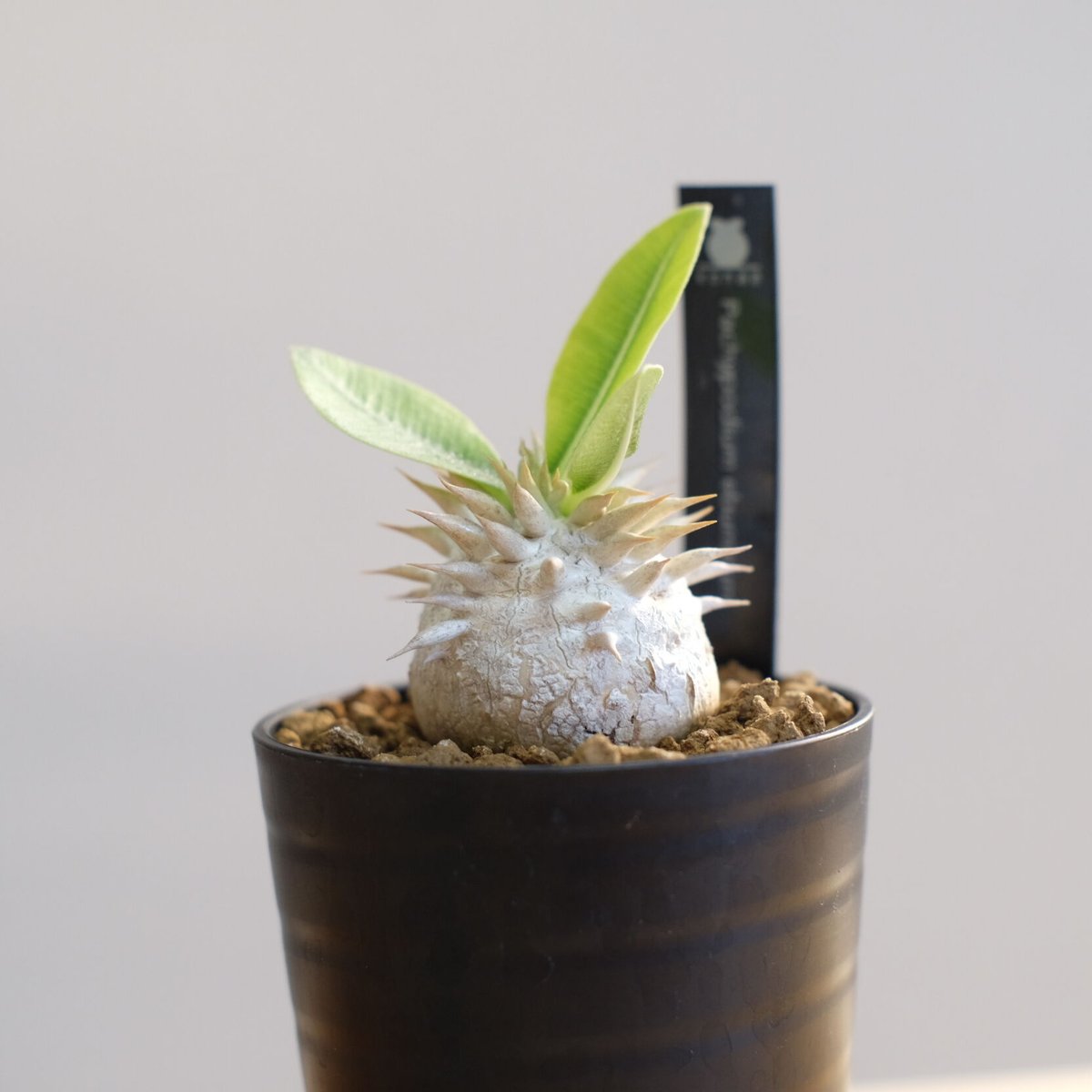 パキポディウム エブレネウム / Pachypodium eburneum | 塊根植物 小苗