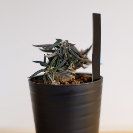 ユーフォルビア キリンドリフォリア トゥビフェラ / Euphorbia cylindrifolia var. tubufera