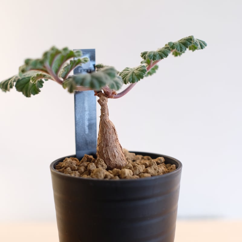 ペラルゴニウム ロバツム / Pelargonium lobatum | 塊根植物 小苗専門店