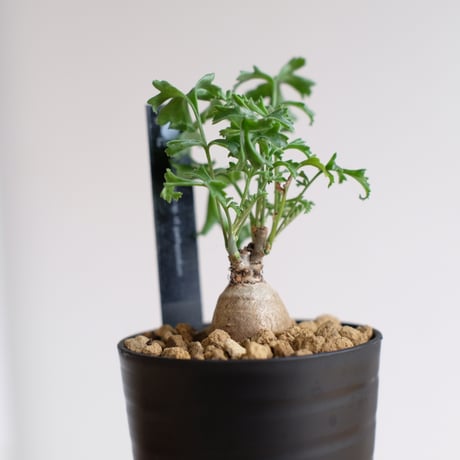 ペラルゴニウム パキポディウム / Pelargonium sp. cf. pachypodium / KN1415