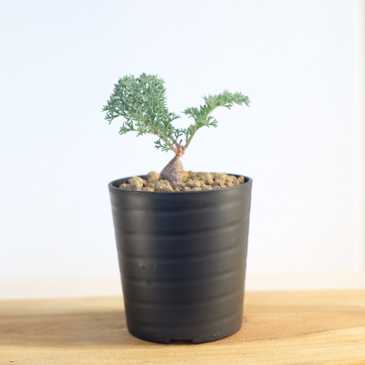 ペラルゴニウム トリステ / Pelargonium triste | 塊根植物 小苗 ペラルゴニウム トリステ / Pelargonium triste | 塊根植物 小苗