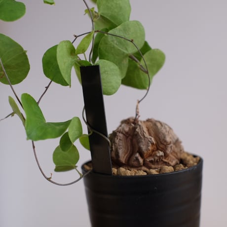 ディオスコレア エレファンティペス 亀甲竜 / Dioscorea elephantipes