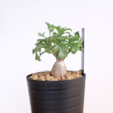 ペラルゴニウム パキポディウム / Pelargonium sp. cf. pachypodium / KN1405