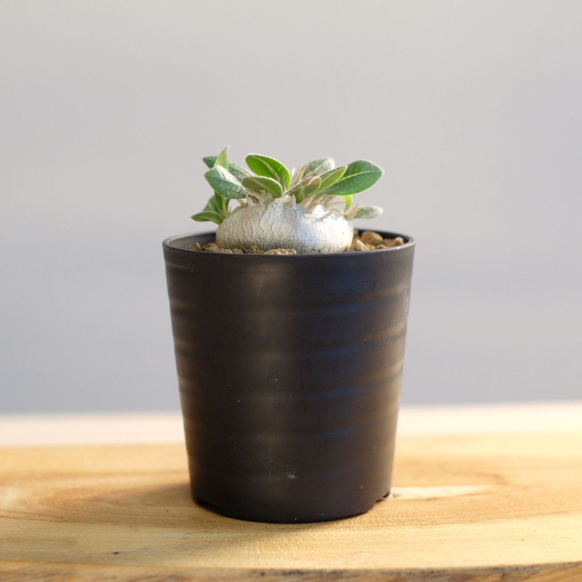 パキポディウム ブレビカウレ / Pachypodium brevicaule | 塊根植物