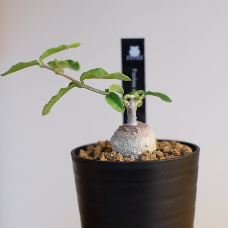 フォッケア エデュリス / Fockea edulis | 塊根植物 小苗専門店 konae