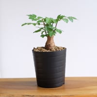 ブルセラ ファガロイデス / Bursera fagaroides / KN1529