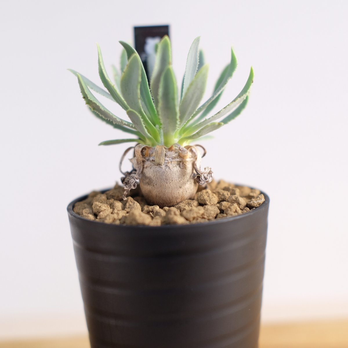 ユーフォルビア　オトンナ　レトロルサ　大株 ユーフォルビア オトンナ レトロルサ 大株 オトンナ レトロルサ