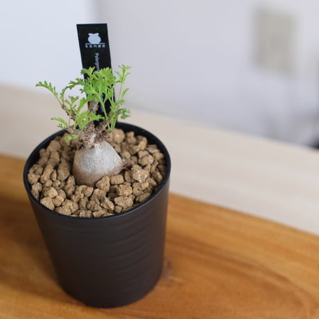 ペラルゴニウム パキポディウム / Pelargonium sp. cf. pachypodium / KN1349
