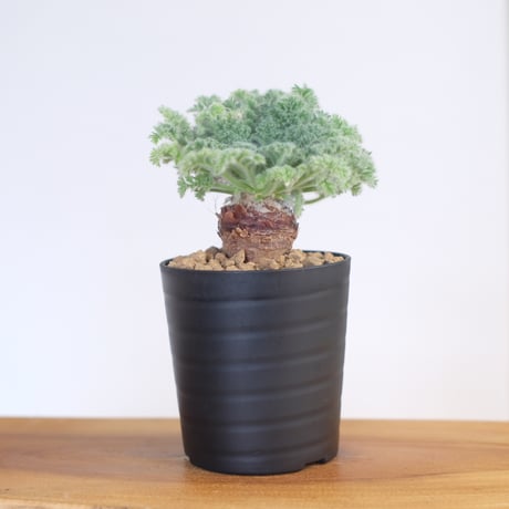 ペラルゴニウム アッペンディクラツム / pelargonium appendiclatum / KN1377