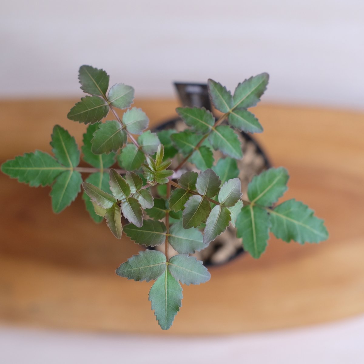 ブルセラ ファガロイデス / Bursera fagaroides / KN1333 | 塊根