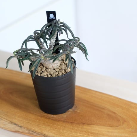 ユーフォルビア キリンドリフォリア / Euphorbia cylindrifolia / KN1557
