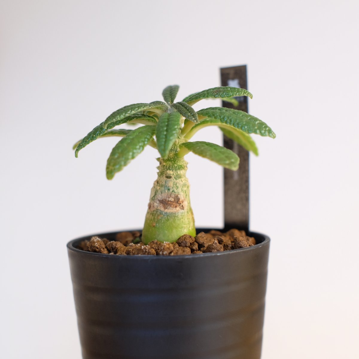 ドルステニア ギガス / Dorstenia gigas | 塊根植物 小苗専門店 konae