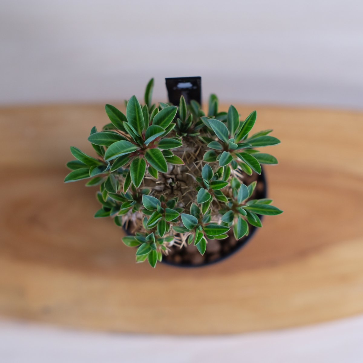 塊根植物 ユーフォルビア　ギラウミニアナ ユーフォルビア ギラウミニアナ / Euphorbia guillauminiana